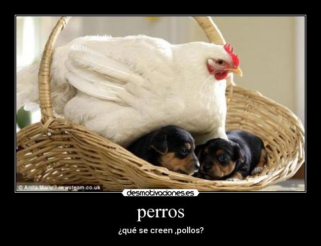 perros - 