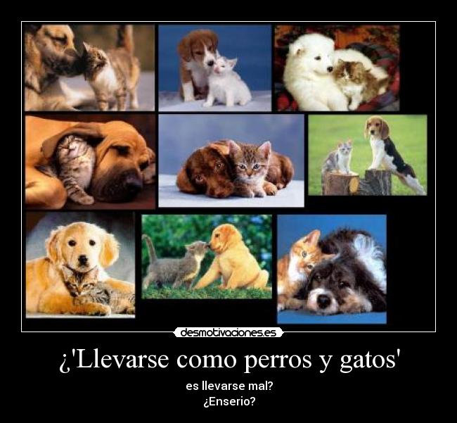 ¿Llevarse como perros y gatos -