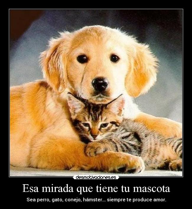 Esa mirada que tiene tu mascota - Sea perro, gato, conejo, hámster... siempre te produce amor.
