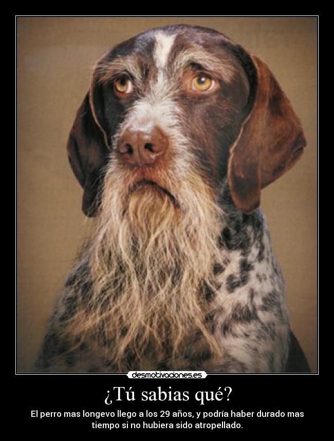 ¿Tú sabias qué? -