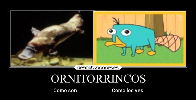 ORNITORRINCOS -