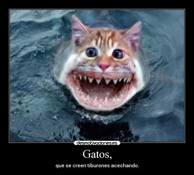Gatos, - que se creen tiburones acechando.