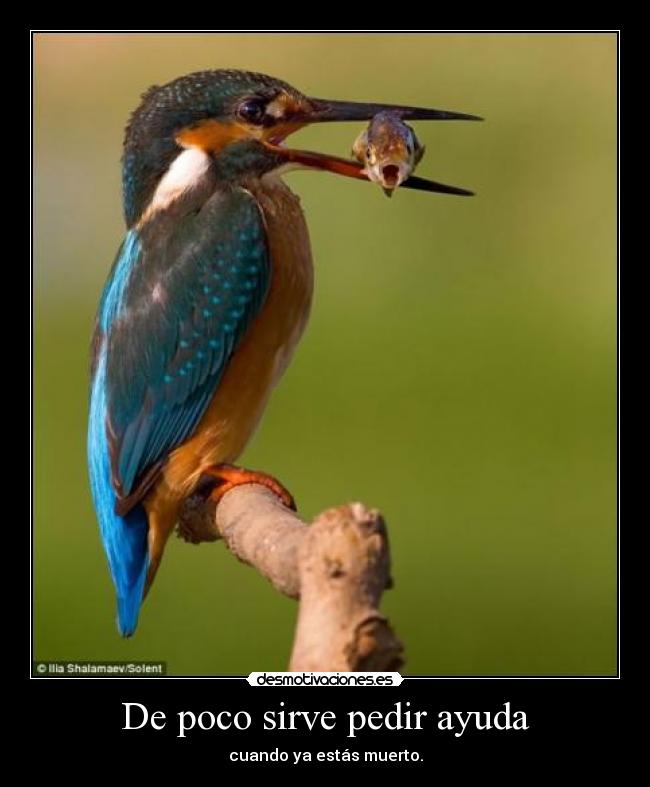 carteles ayuda lala desmotivaciones