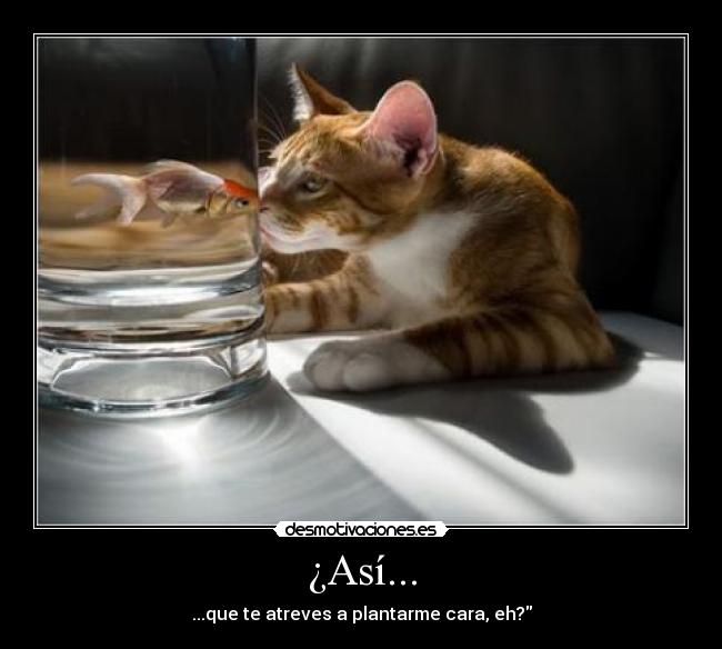 ¿Así... - ...que te atreves a plantarme cara, eh?