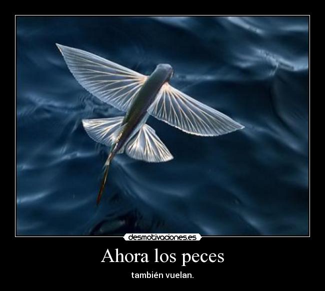Ahora los peces - también vuelan.