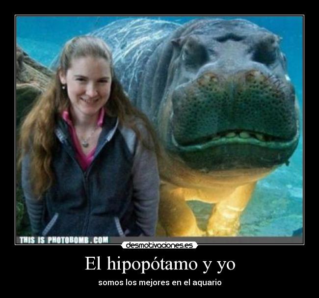 El hipopótamo y yo -
