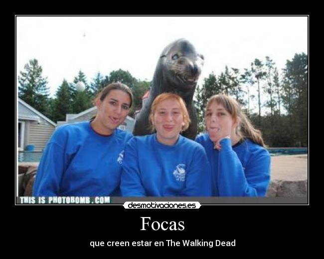 Focas - que creen estar en The Walking Dead