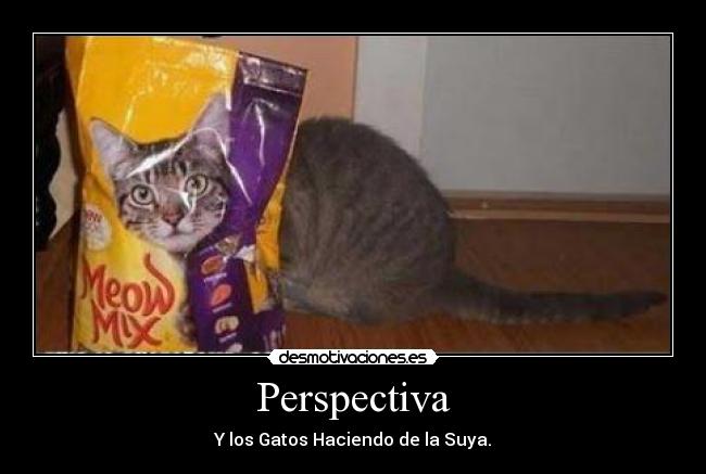 Perspectiva - Y los Gatos Haciendo de la Suya.