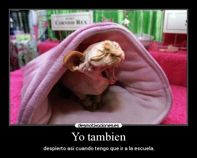 Yo tambien - despierto asi cuando tengo que ir a la escuela.