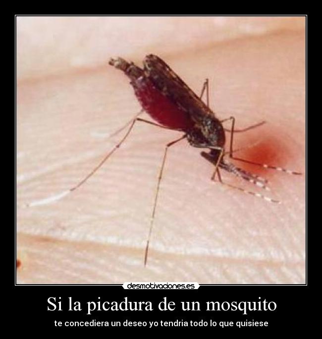 Si la picadura de un mosquito - te concediera un deseo yo tendria todo lo que quisiese