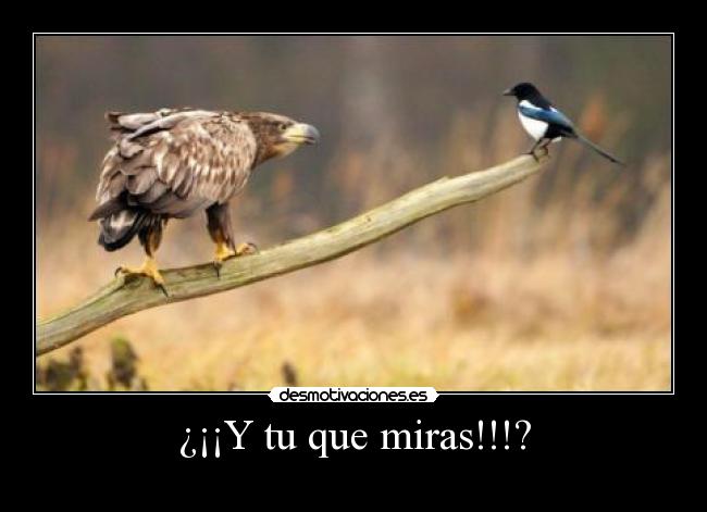 ¿¡¡Y tu que miras!!!? - 