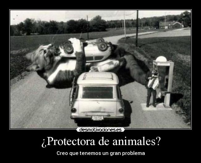 ¿Protectora de animales? -