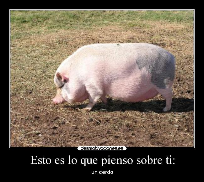 Esto es lo que pienso sobre ti: -