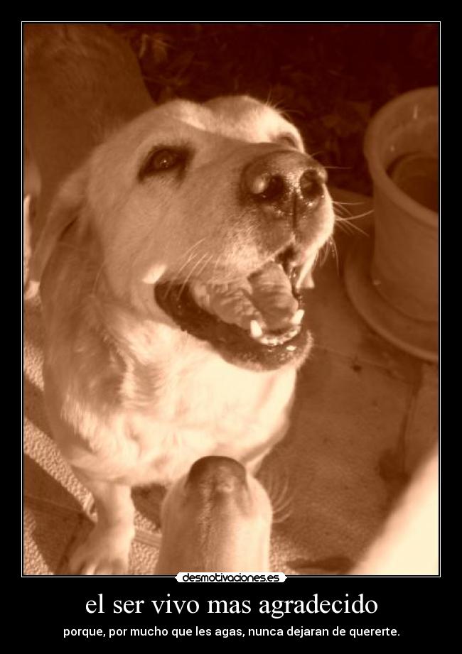 el ser vivo mas agradecido - porque, por mucho que les agas, nunca dejaran de quererte.