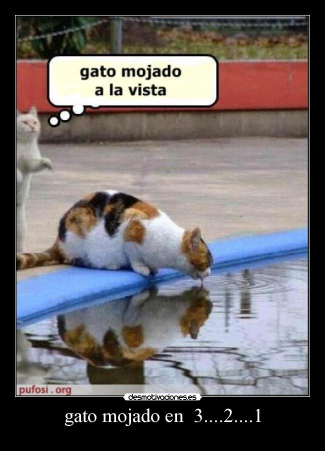 gato mojado en 3....2....1 -