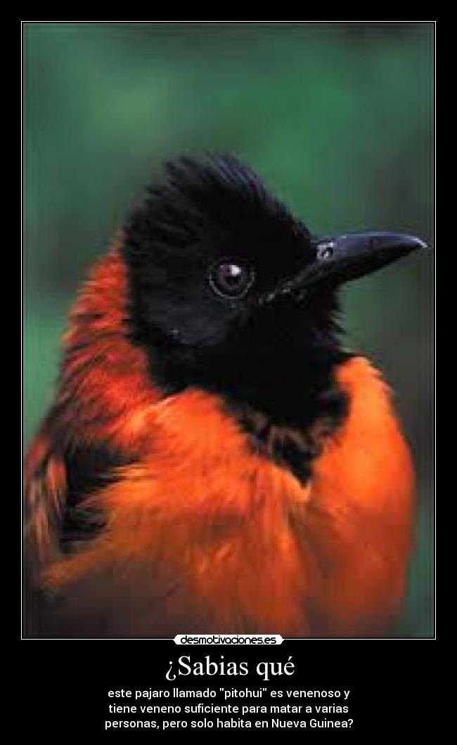 ¿Sabias qué - este pajaro llamado pitohui es venenoso y
tiene veneno suficiente para matar a varias
personas, pero solo habita en Nueva Guinea?