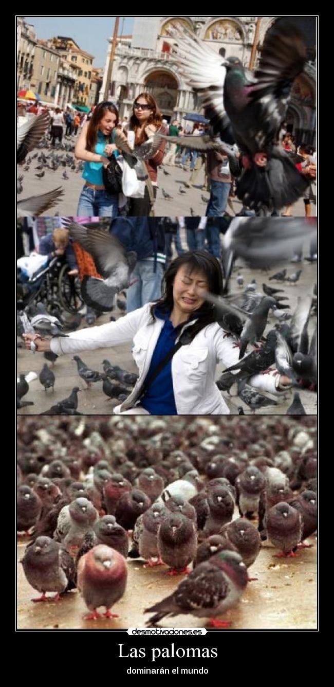 Las palomas - dominarán el mundo