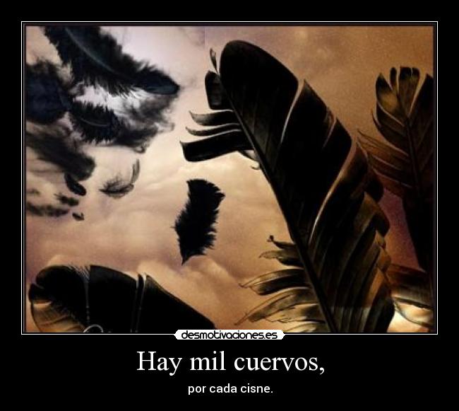 Hay mil cuervos, - por cada cisne.