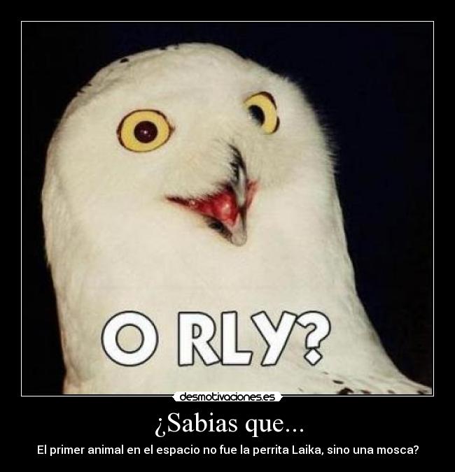 ¿Sabias que... - El primer animal en el espacio no fue la perrita Laika, sino una mosca?