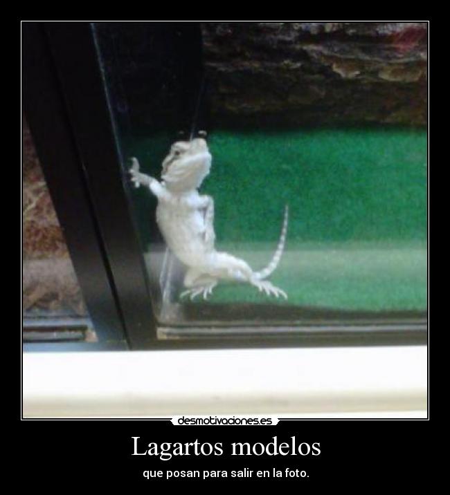 carteles una tienda animales cuyo nombre puedo acordarme desmotivaciones