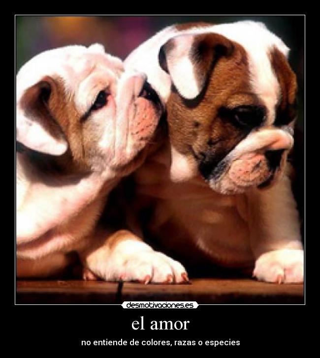 el amor - no entiende de colores, razas o especies