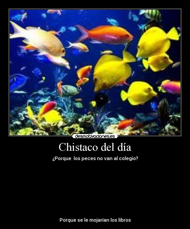 Chistaco del día - ¿Porque los peces no van al colegio?
Porque se le mojarían los libros