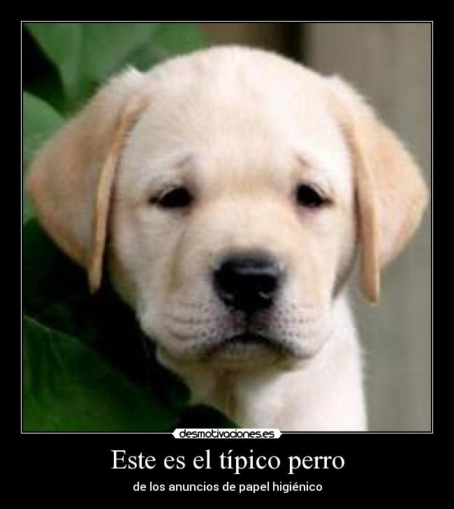 Este es el típico perro -