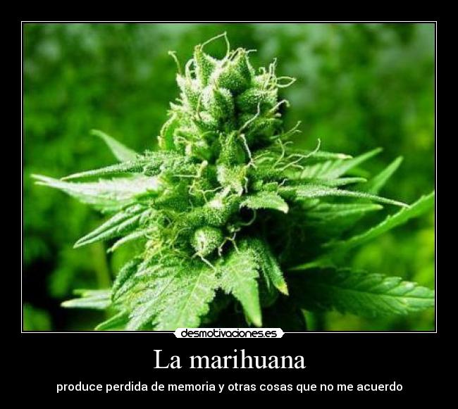 La marihuana - produce perdida de memoria y otras cosas que no me acuerdo