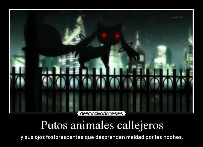 Putos animales callejeros - y sus ojos fosforescentes que desprenden maldad por las noches.