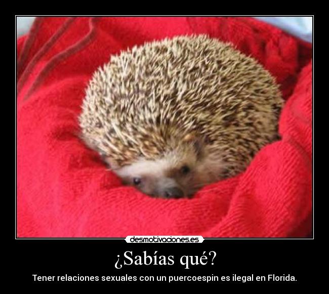 ¿Sabías qué? - Tener relaciones sexuales con un puercoespin es ilegal en Florida.