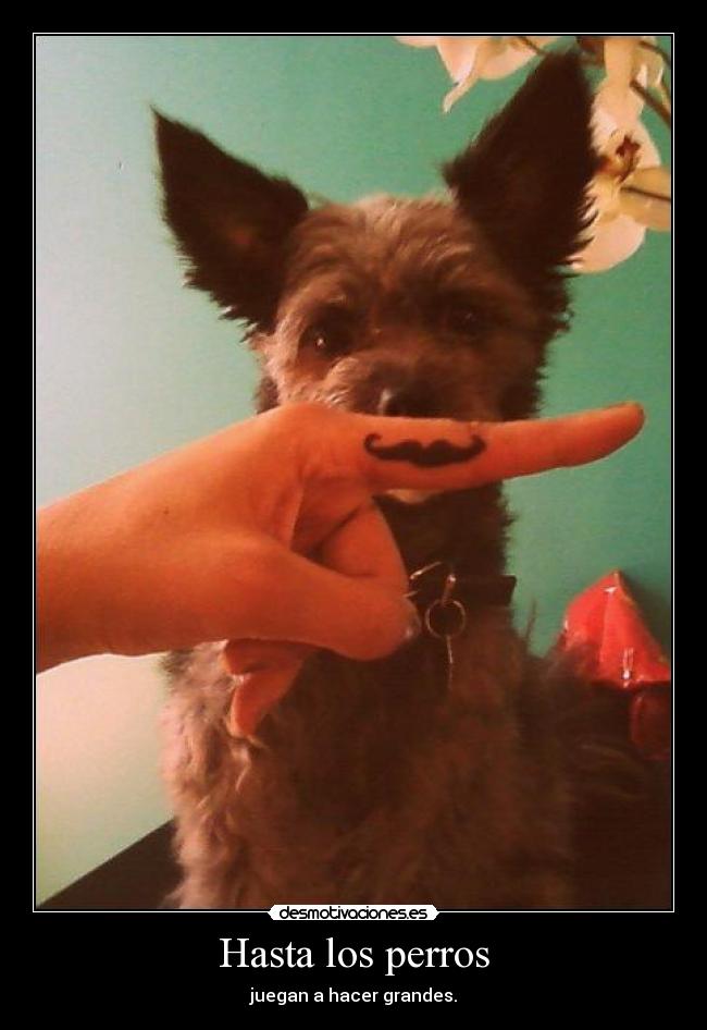 Hasta los perros - juegan a hacer grandes.