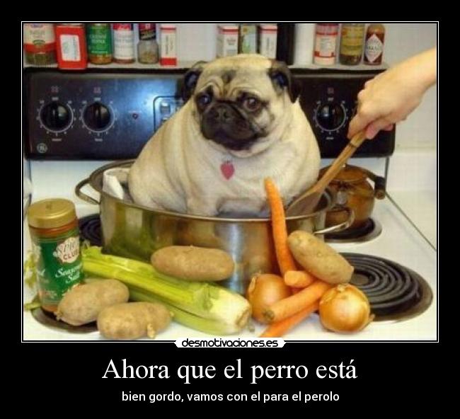 Ahora que el perro está -