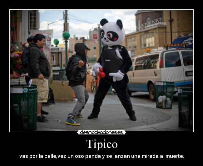 Tipico - vas por la calle,vez un oso panda y se lanzan una mirada a  muerte.
