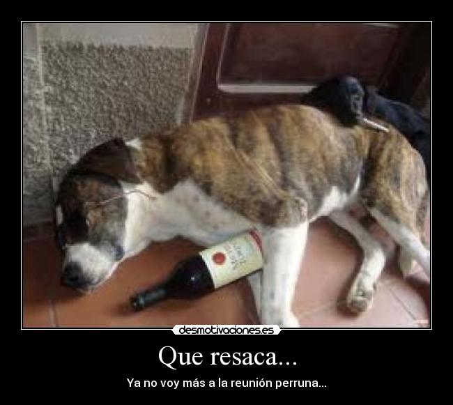 Que resaca... - Ya no voy más a la reunión perruna...