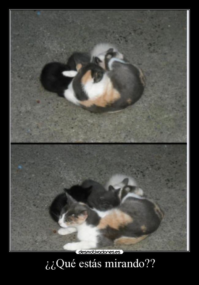 ¿¿Qué estás mirando?? -