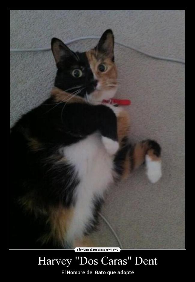 Harvey Dos Caras Dent - El Nombre del Gato que adopté