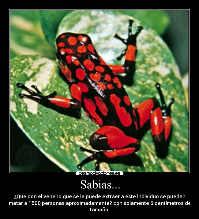 Sabias... - 