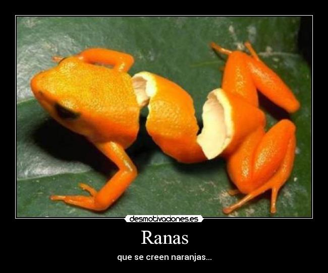 Ranas - 