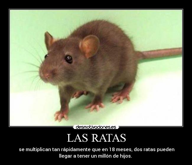 LAS RATAS -