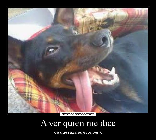 A ver quien me dice - de que raza es este perro