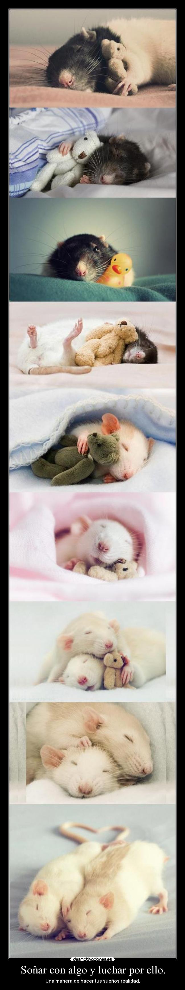 Soñar con algo y luchar por ello. - 