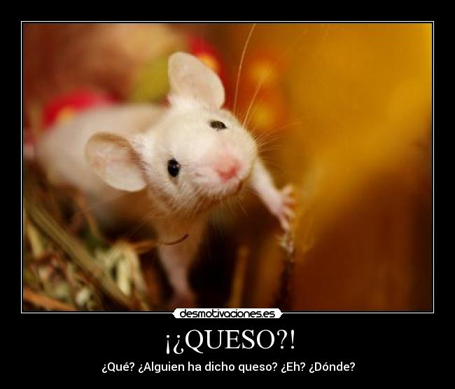 ¡¿QUESO?! - ¿Qué? ¿Alguien ha dicho queso? ¿Eh? ¿Dónde?