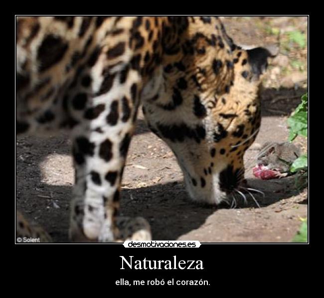 carteles naturaleza naturaleza desmotivaciones