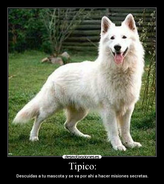 carteles tipico desmotivaciones