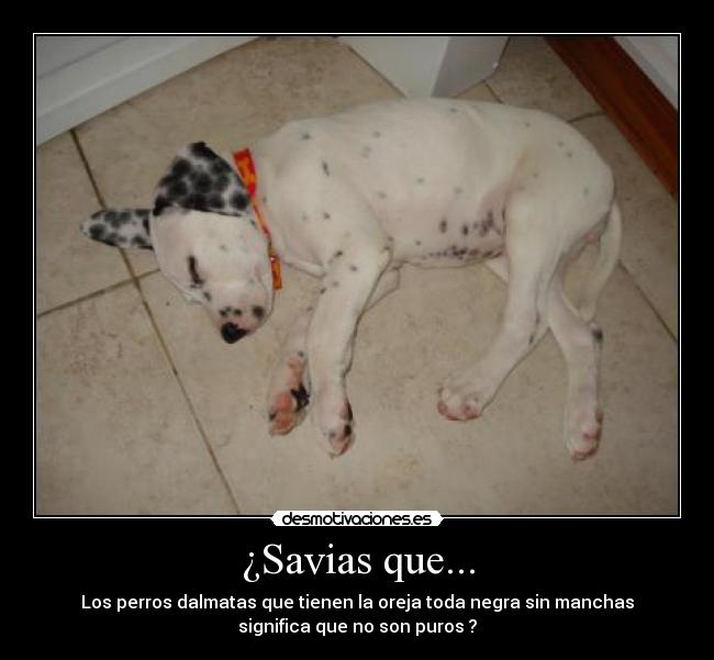¿Savias que... -