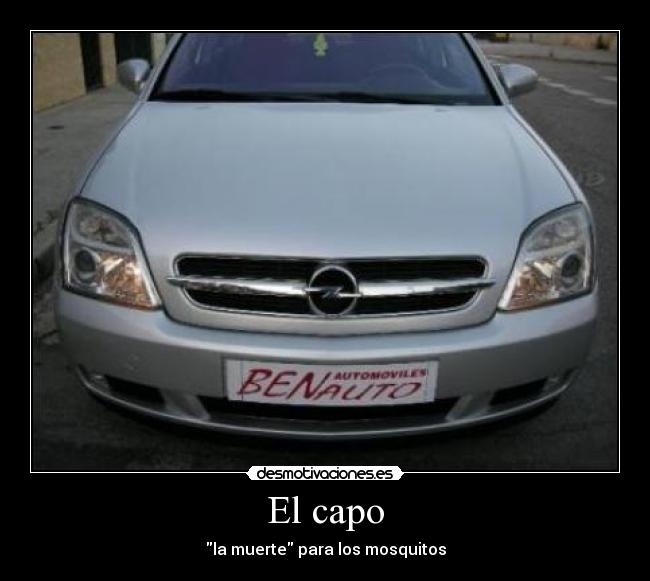 El capo - 