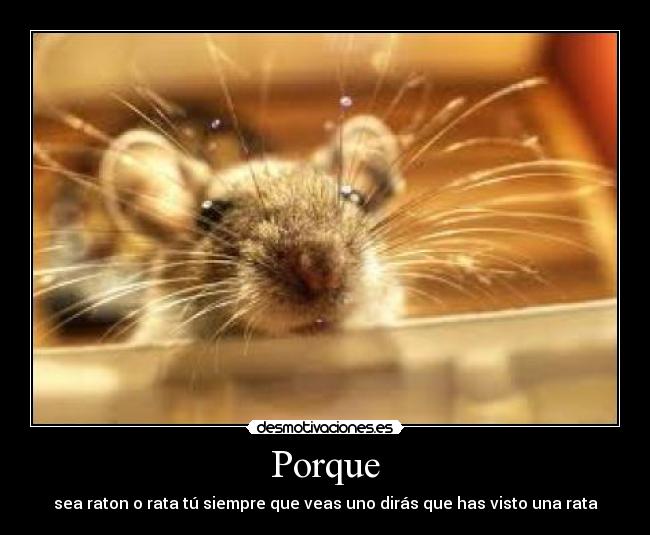 Porque - sea raton o rata tú siempre que veas uno dirás que has visto una rata