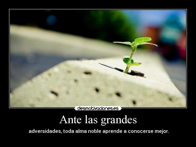 Ante las grandes - 
