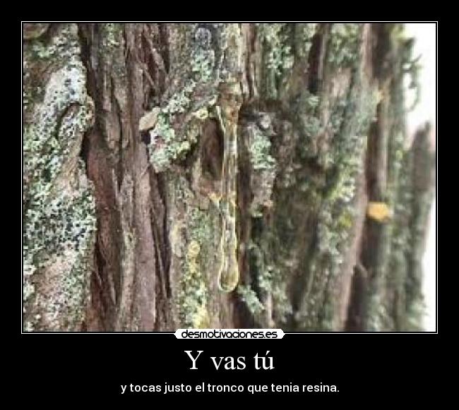 Y vas tú - y tocas justo el tronco que tenia resina.