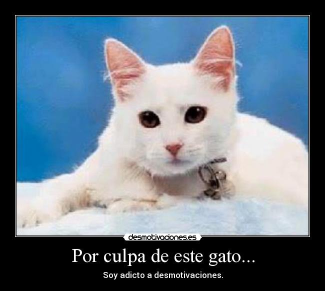 Por culpa de este gato... - Soy adicto a desmotivaciones.
